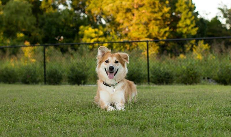 Learn about our fence installation company in Central Maryland